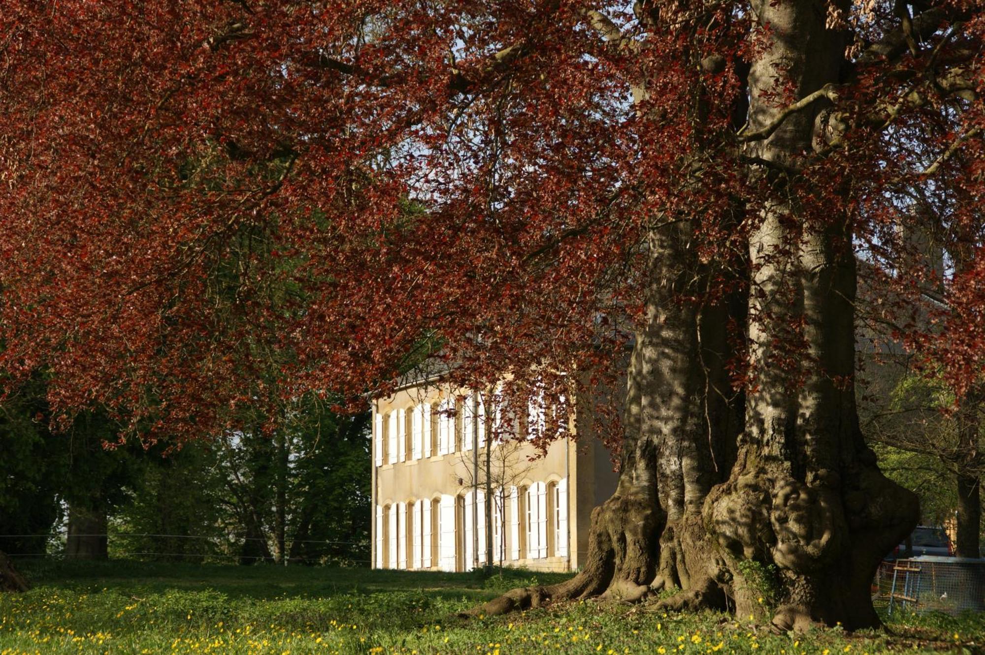 Maison D'Hotes Le Chateau De Puxe Exteriör bild